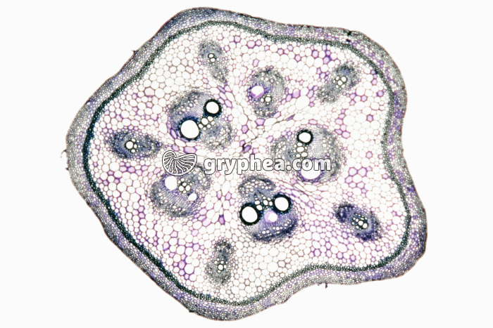 Tige de Bryone CT x12 - gryphea.com